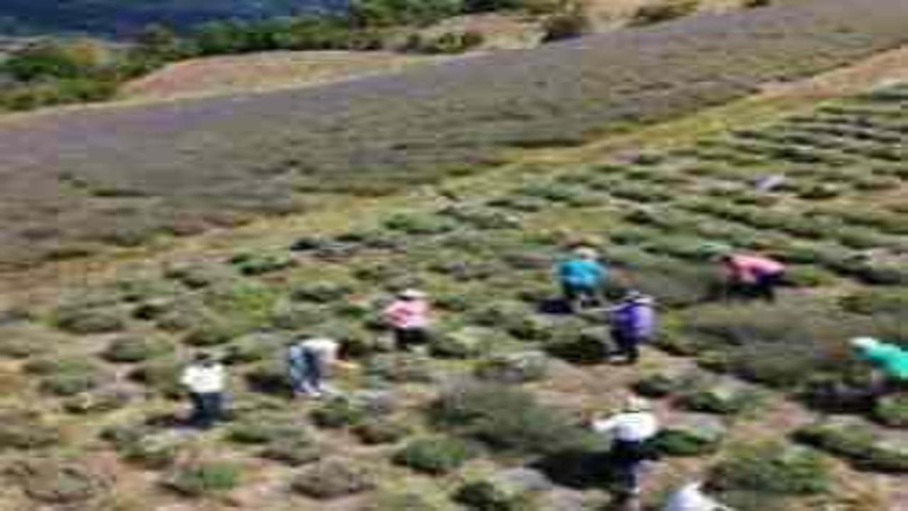 Ardanuç'ta kadın kooperatifinden lavanta hasadı ve doğal ürün üretimi başladı