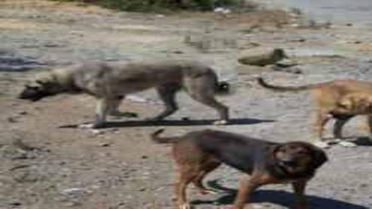 Yer: Samsun! Başıboş köpek tehdidi günbegün büyüyor