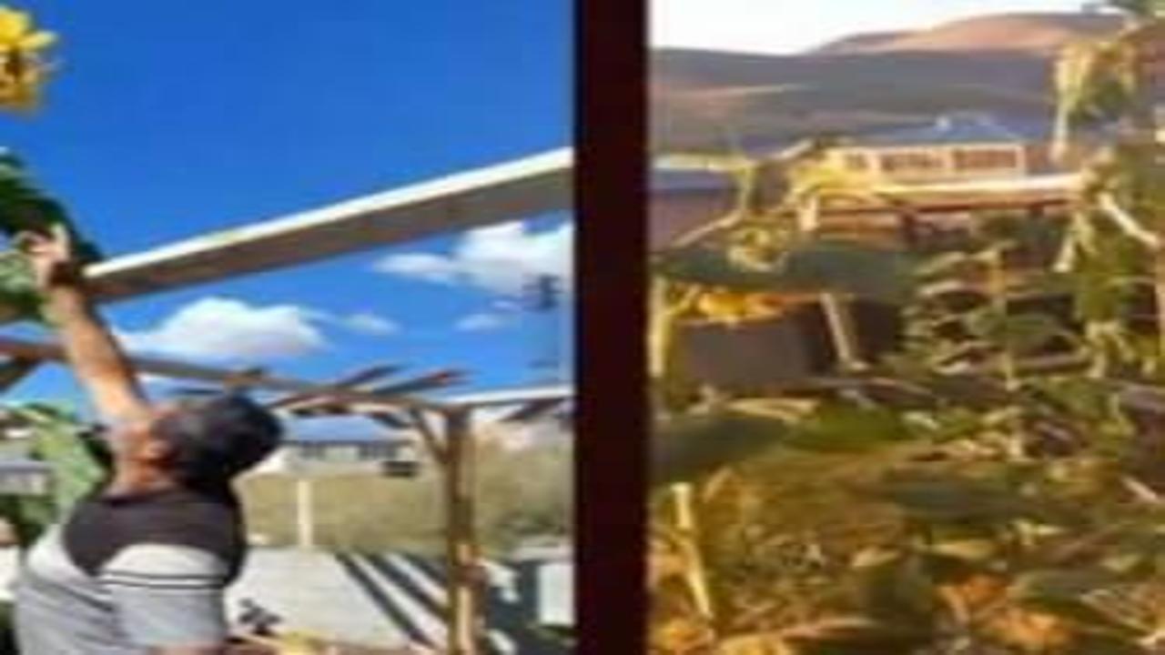 Erzurum’un soğuk iklimine meydan okuyan tarla... Yüzünü güneşe döndü, boyu 3 metreyi geçti