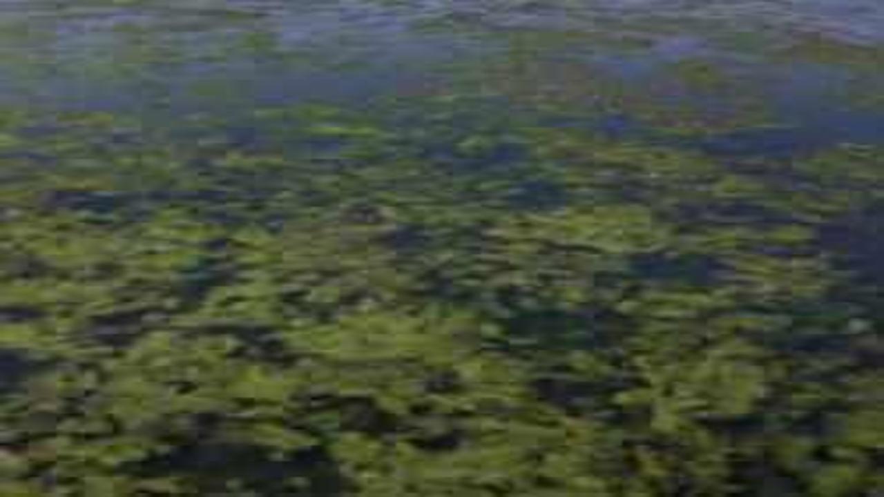 İzmir Körfezi'nde kirlilik alarmı! Uzmanlardan 'kısır döngü' uyarısı