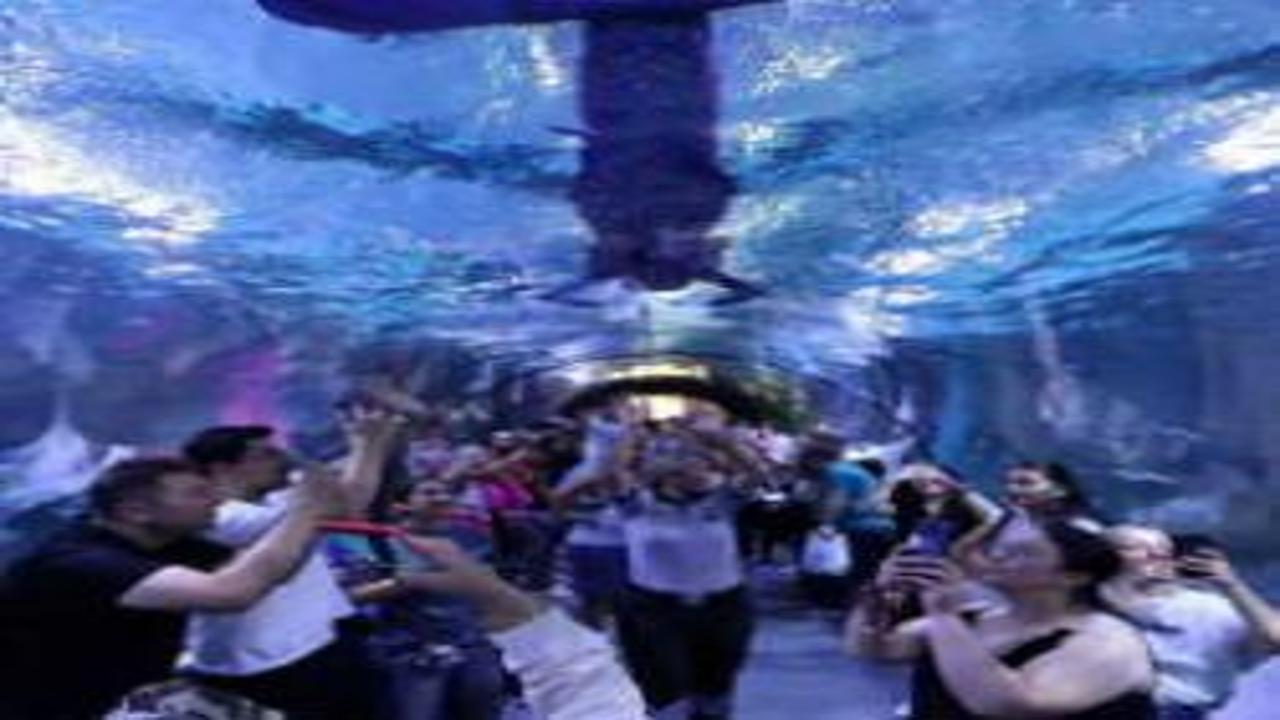 Trabzon’da ‘deniz kızı’ heyecanı: Yarın gelenler göremeyecek