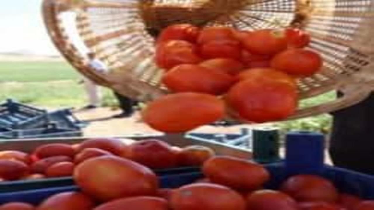 Üreticiden vatandaşa mesaj: Tezgahta 25 TL'ye alacağınıza tarladan 8 TL'ye alın!