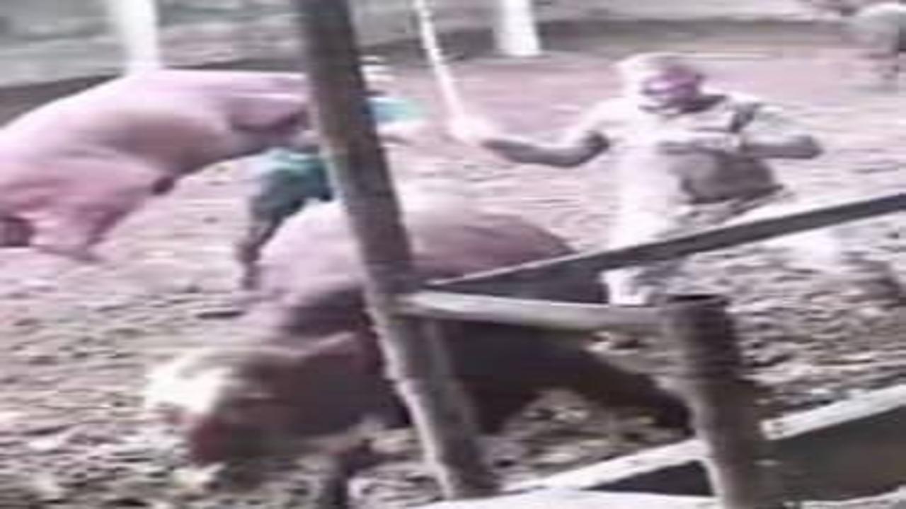 Amasya’da üzerine boğa zıplayan besici kendisini yerde buldu