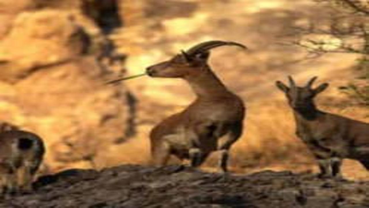 Avladığına bin pişman oldu! 953 bin TL ceza ödeyecek