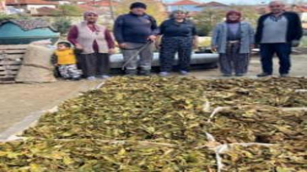 Hasadı tamamlanan tütünler satış için hazırlanıyor