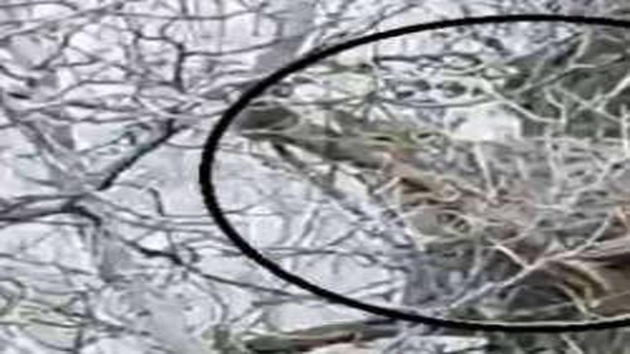 Sivas'ta görüntülendi: Öldürmenin cezası 840 bin TL