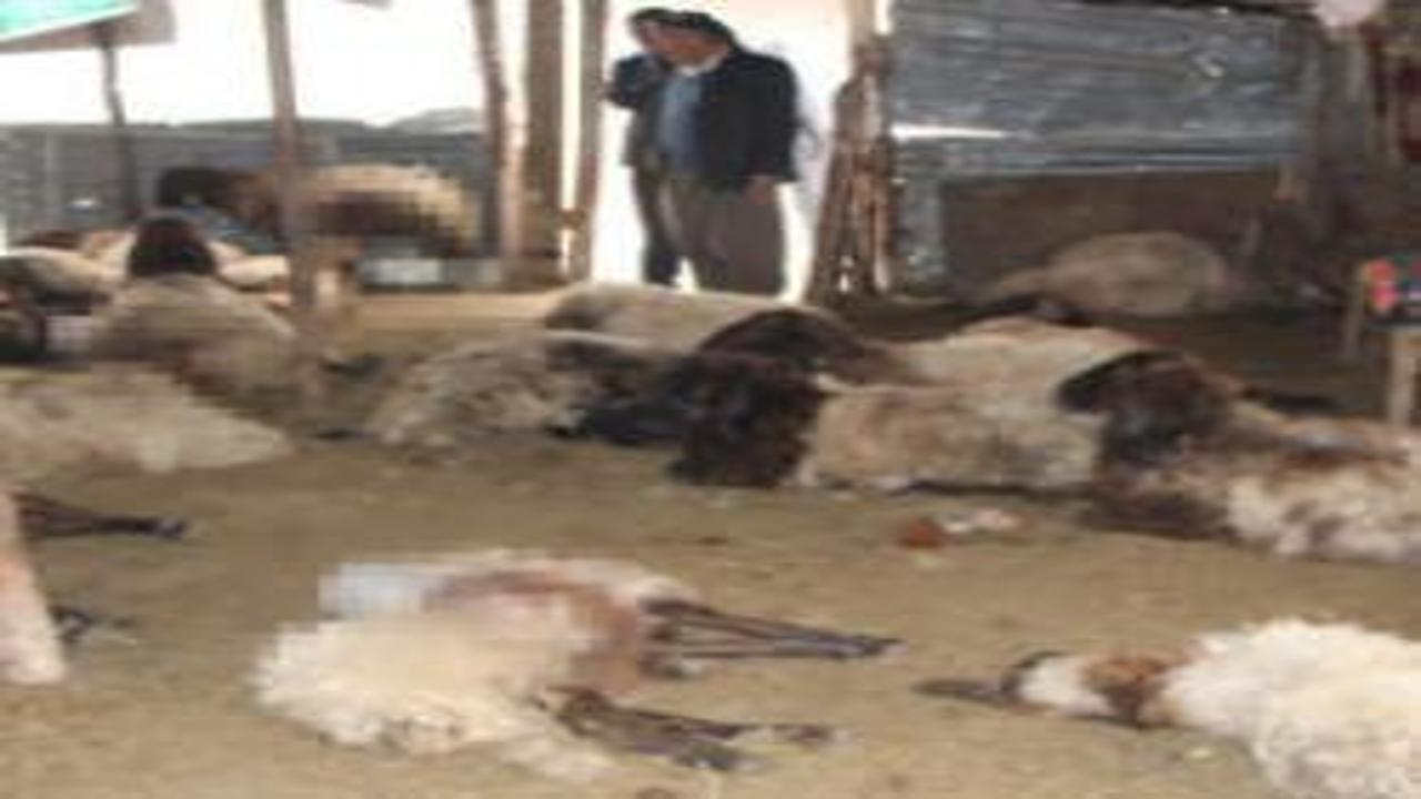 Sokak köpeklerinin saldırdığı 28 koyun öldü