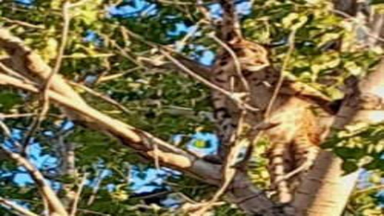 Tunceli'de görüntülenen hayvan uzmanların kafasını karıştırdı