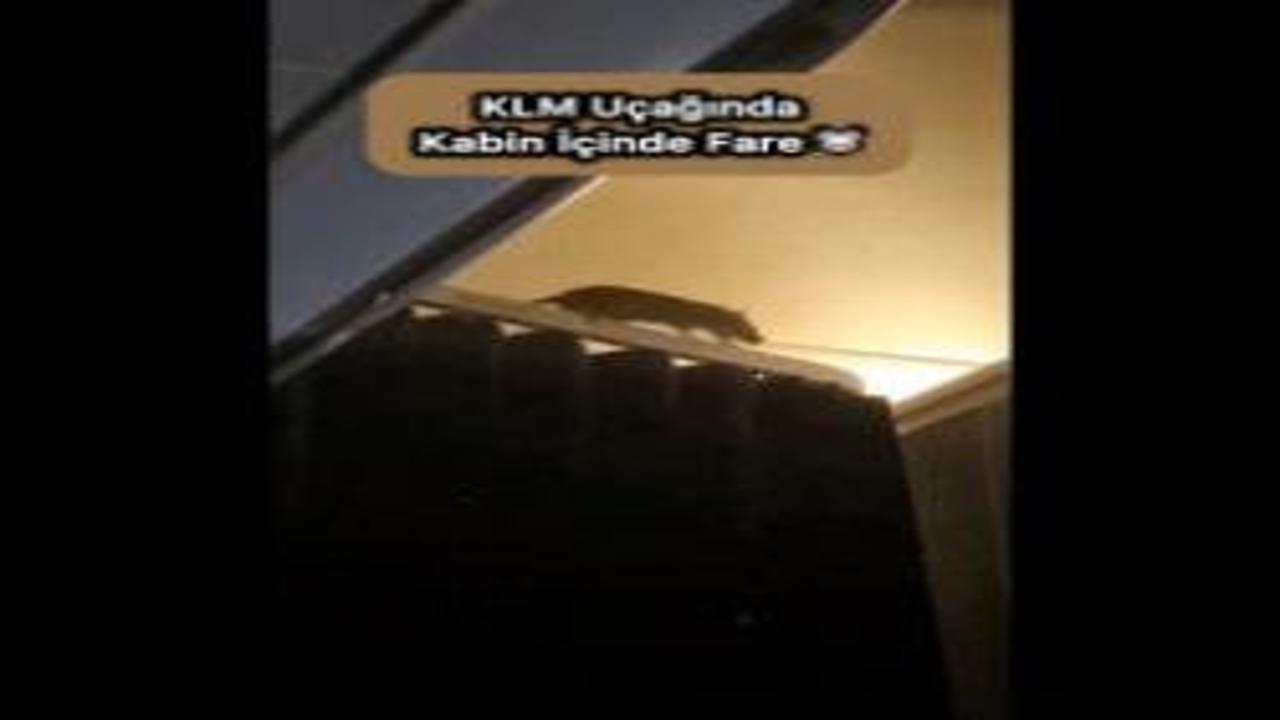 Uçaktaki fare paniğe neden oldu!