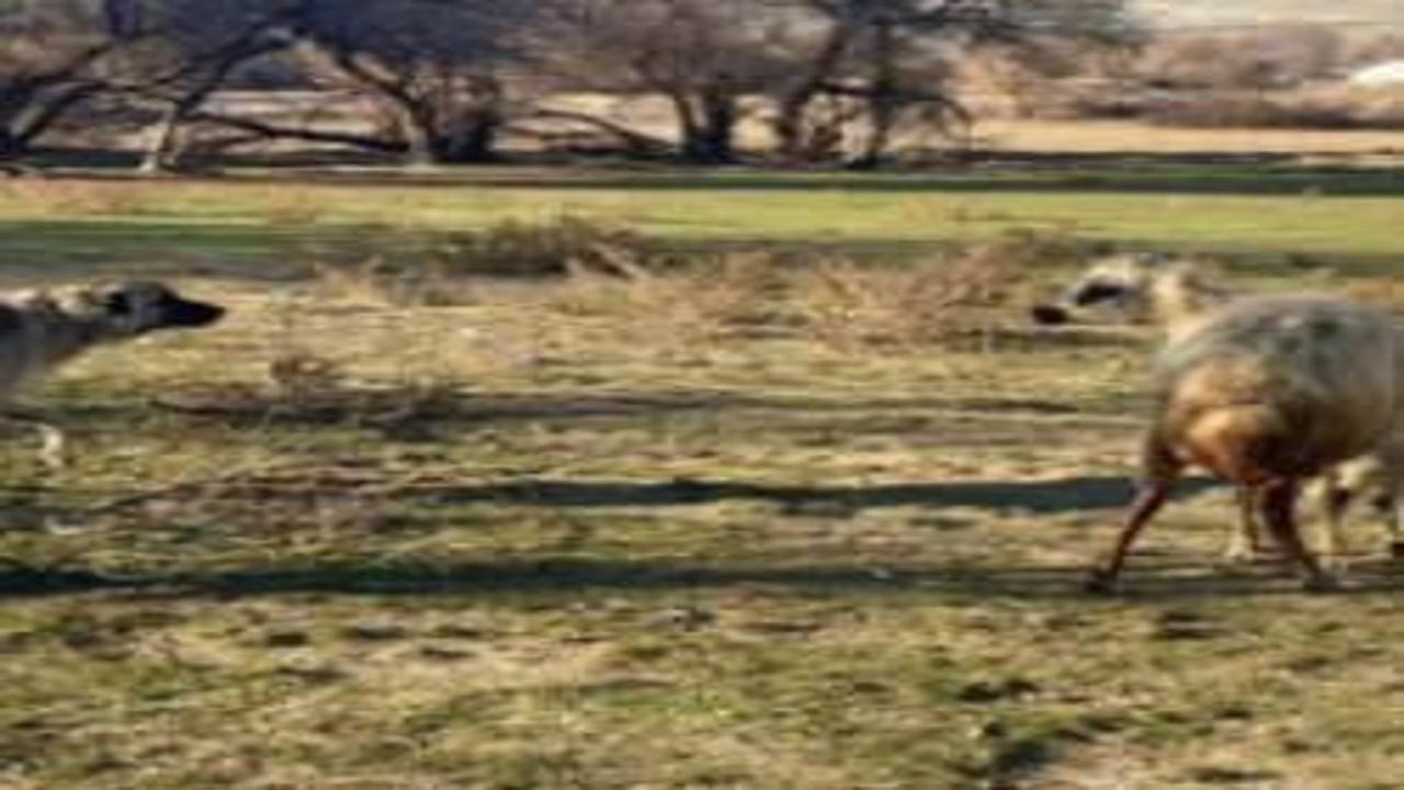 Anne koyun, yavrusunu korumak için köpeğe kafa tuttu