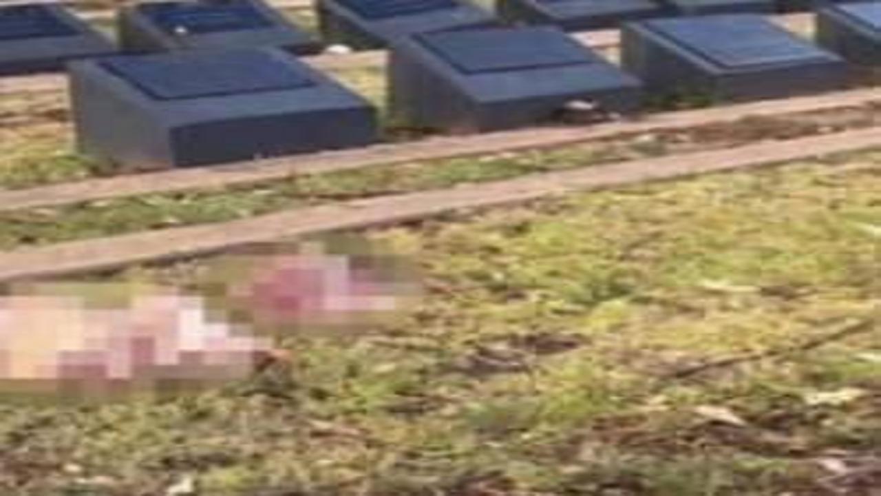 Avustralya'da Haçlı zihniyeti yine hortladı! Müslüman mezarlığına domuz başlı saldırı!