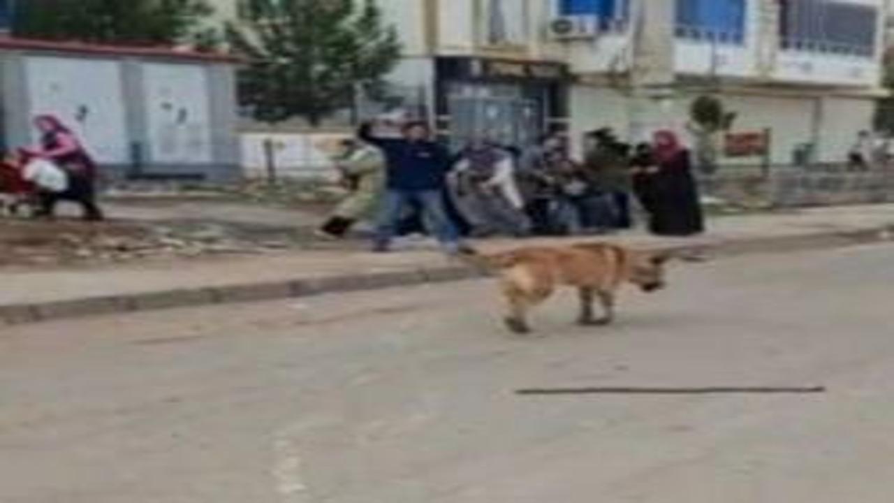 Diyarbakır'da köpek dehşeti! 2 kişi yaralandı