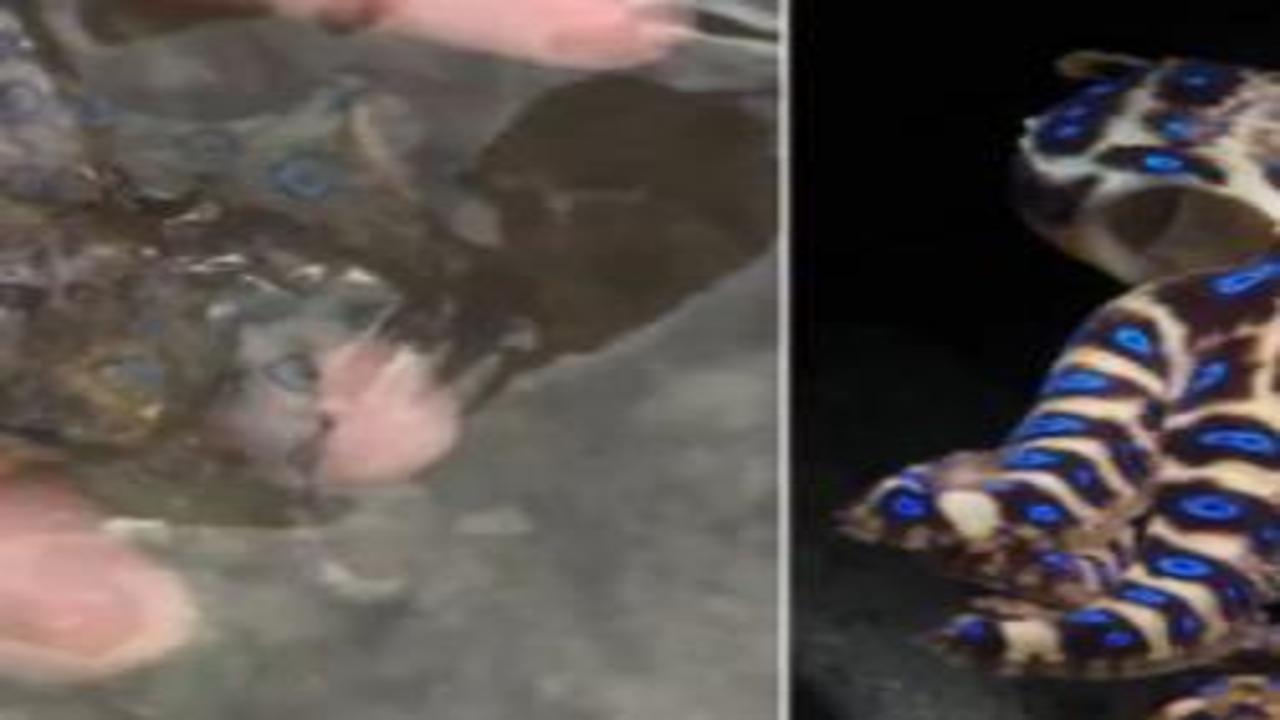 Dünyanın en zehirli ahtapotuyla oynadığını sonradan fark etti