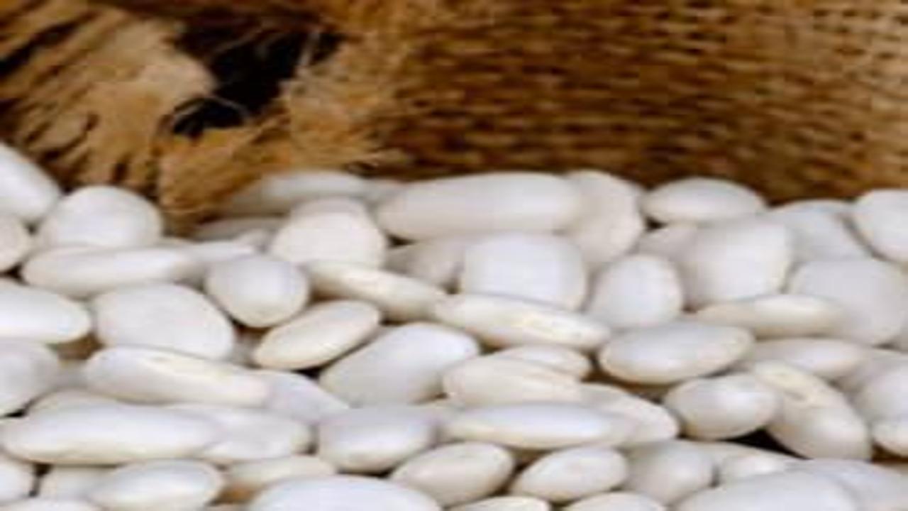 Fasulyeden gelen ölüm!