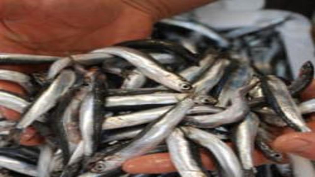 Hamsi'den Türkiye'ye büyük katkı: Kasaya 14,5 milyon dolar girdi!