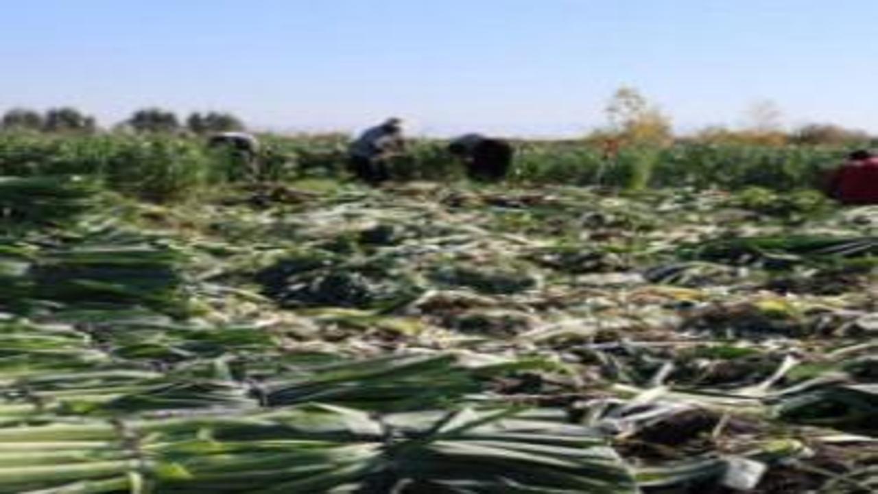 Hasat başladı: Geçen yıl tarlada 30 liraydı, bu yıl 22 lira