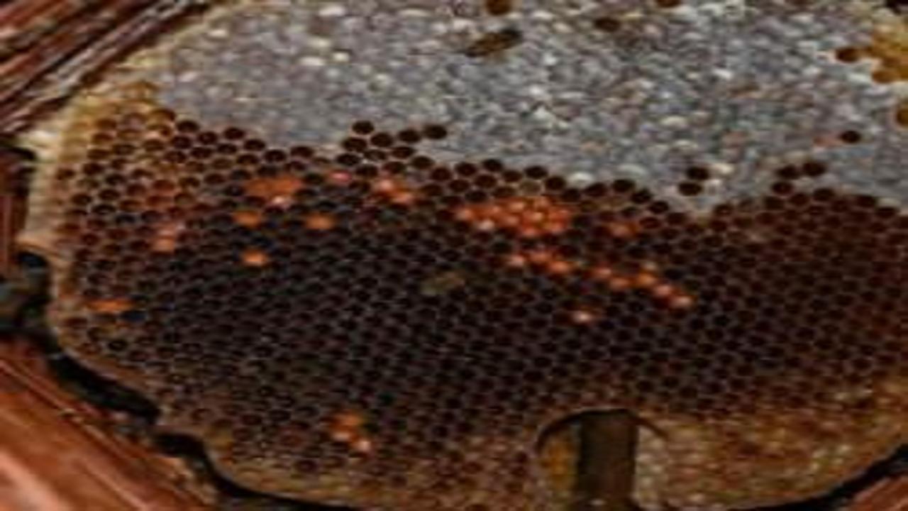 Kilosu 10 bin lira: Bal arılarına evde oda tahsis etti!