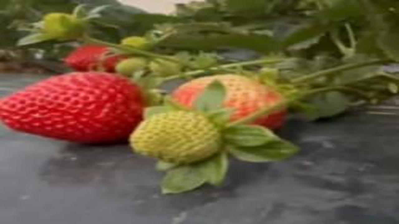 Mersin'de çilekte kış hasadı: Bahçede kilogramı 130 TL