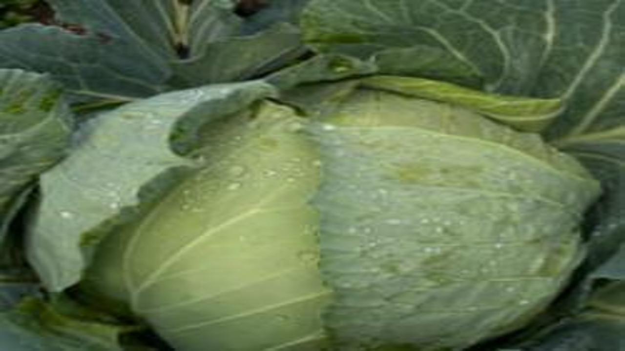 Beyaz lahana hasadı başladı: Market fiyatı tarla fiyatının dört katı