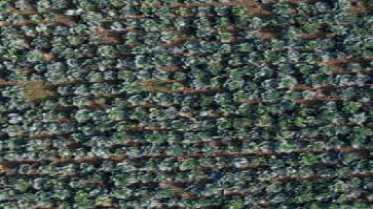 Sakarya'da hasat başladı: Tarlada 50 lira, tezgâhlarda 200 liradan satılıyor