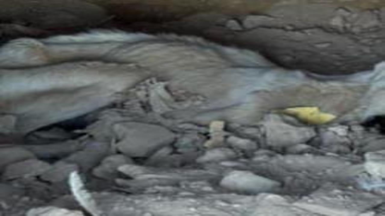 Skandal görüntü Denizli'den: Ölen hayvanlar diğer hayvanlara yedirildi