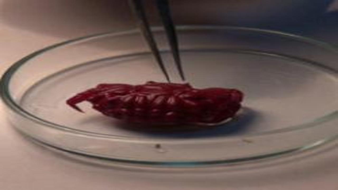 Türkiye'de ilk kez görüldü! Uzmanı açıkladı: Tropikleşmenin sonucu