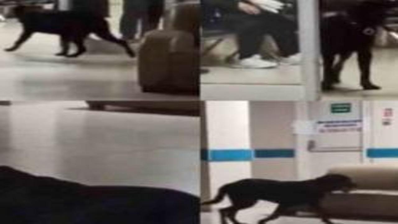 Hastane tepki çeken manzara! Köpekler cirit atıyor...