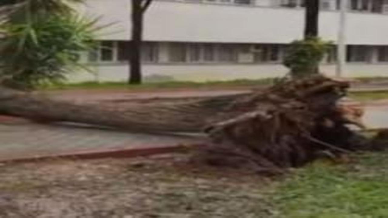 Adana'da fırtına ağaçları yerinden söktü