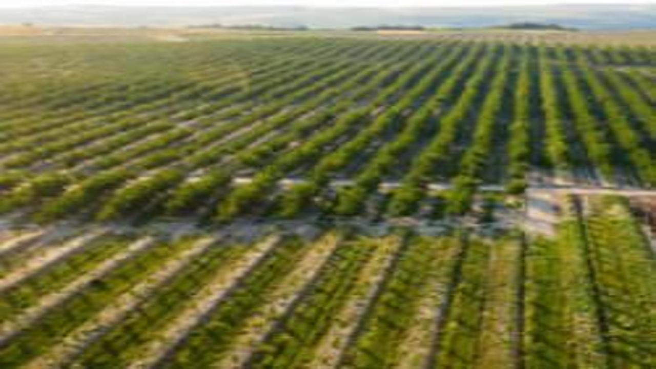 Avrupa 2040'da 2 kat genç çiftçi hedefliyor, tarımda gelecek gençlerle biçilecek