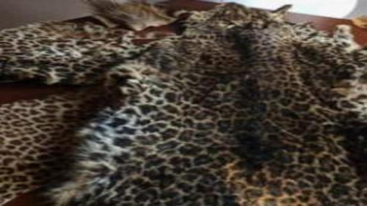 Çukurova'da yasa dışı yaban hayvanı ürünleri ele geçirildi