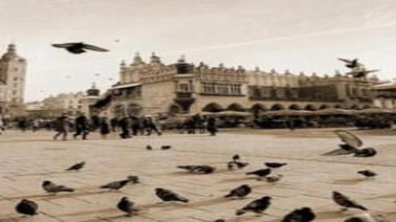 Güvercinlere doğum kontrol programı uygulanacak! Turizm şehrinde yeni karar