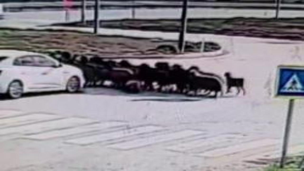 Otomobilin koyun sürüsünün arasına daldığı anlar kamerada