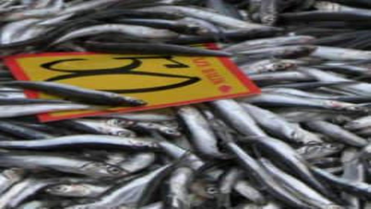 Tezgahlar şenlendi! Edirne'de hamsinin kilosu 50 liraya düştü