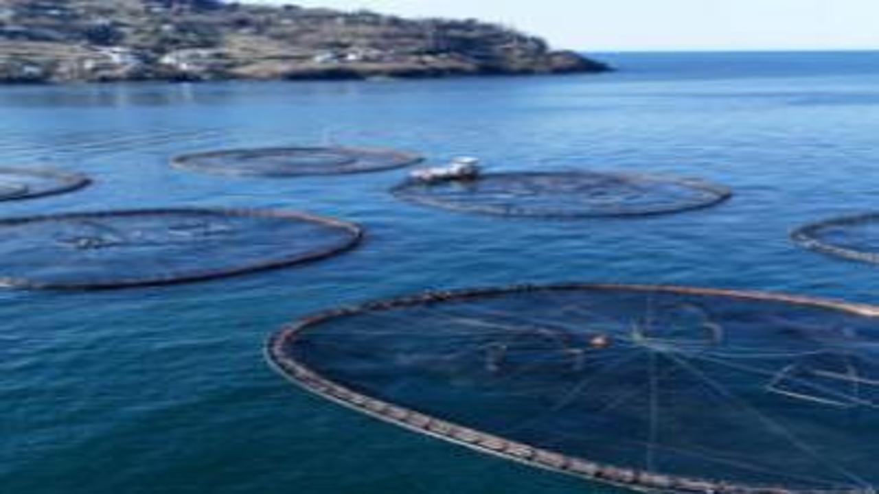 Türk somonu dünyaya açılıyor: Rusya, Japonya, Güney Kore ve İspanya'ya gidiyor