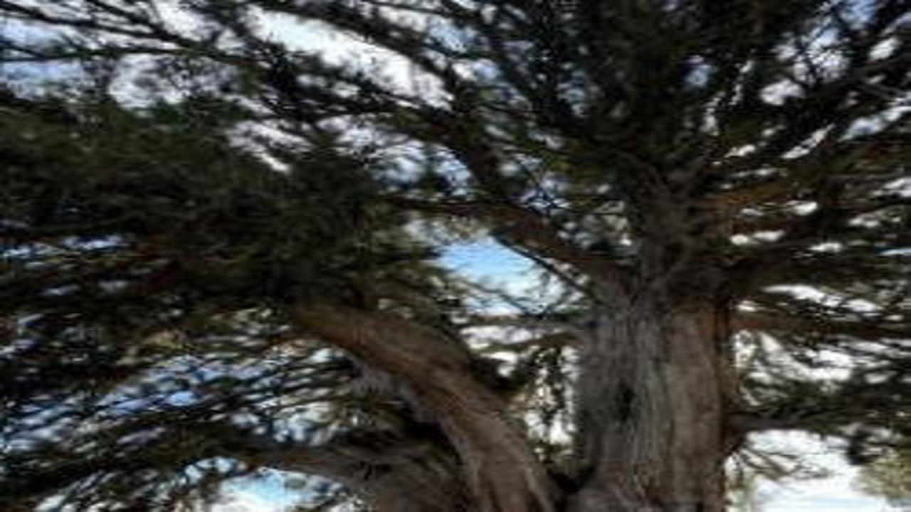 Tam 1931 yaşında! Karaman’daki anıt ağaç yıllara meydan okuyor