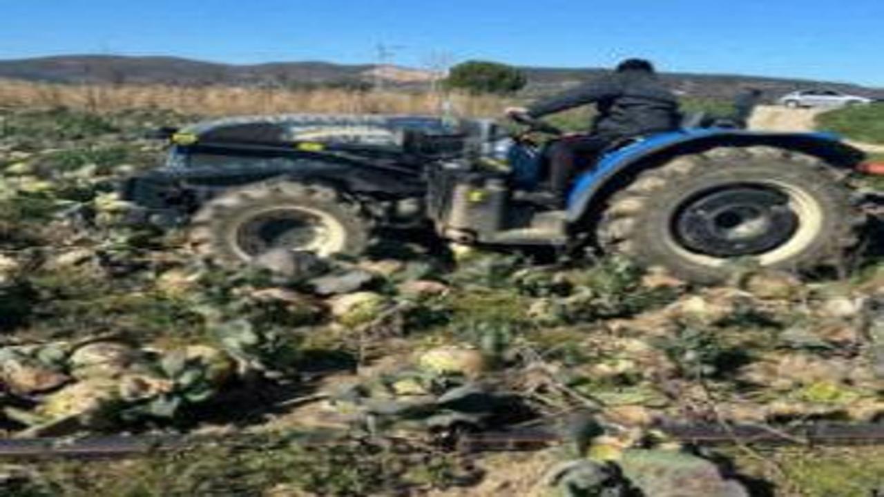 Pazarda 70 lira ama yüzbinlercesi tarlada çürüdü!