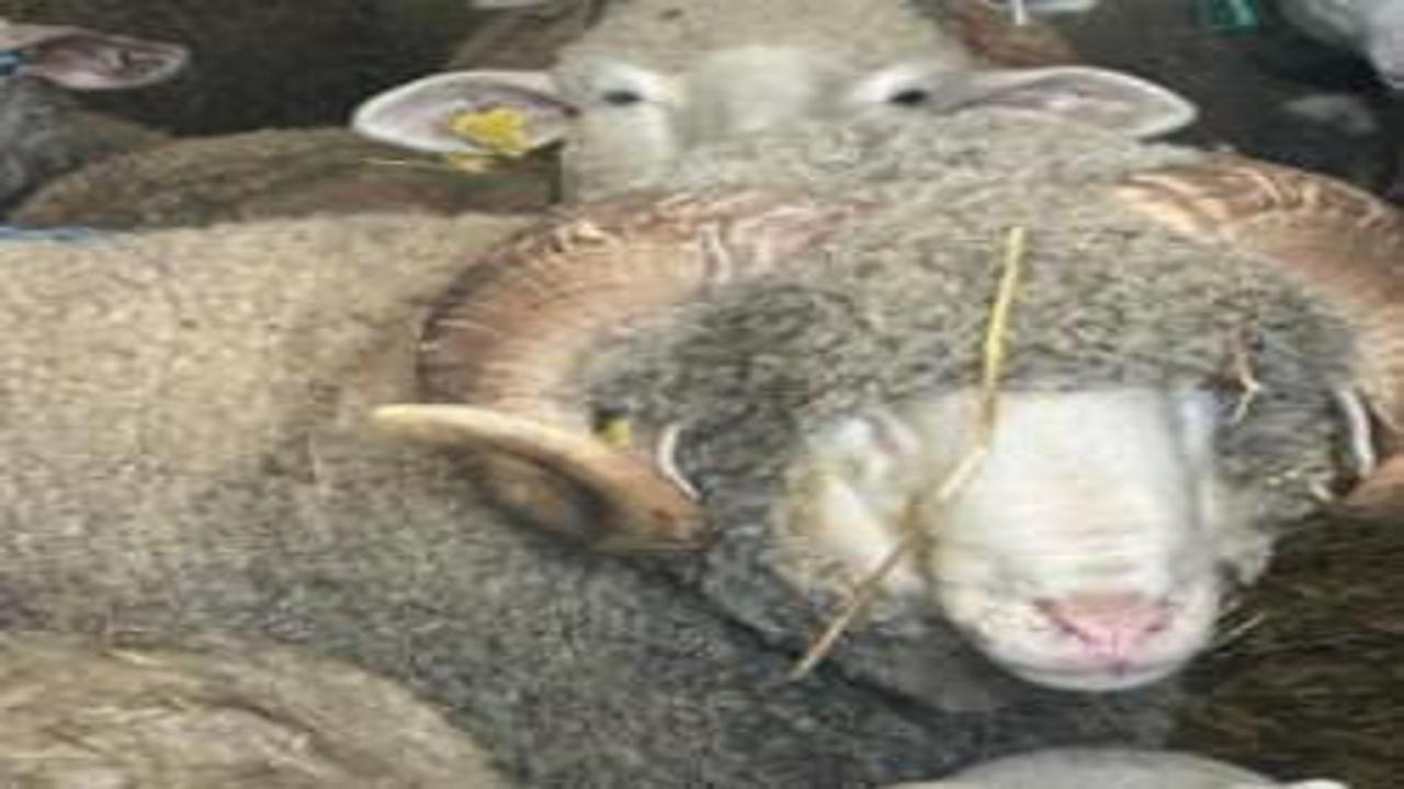 Damızlık koçun fiyatı dudak uçuklatmıştı: Doğmamış yavruları için 150 talip