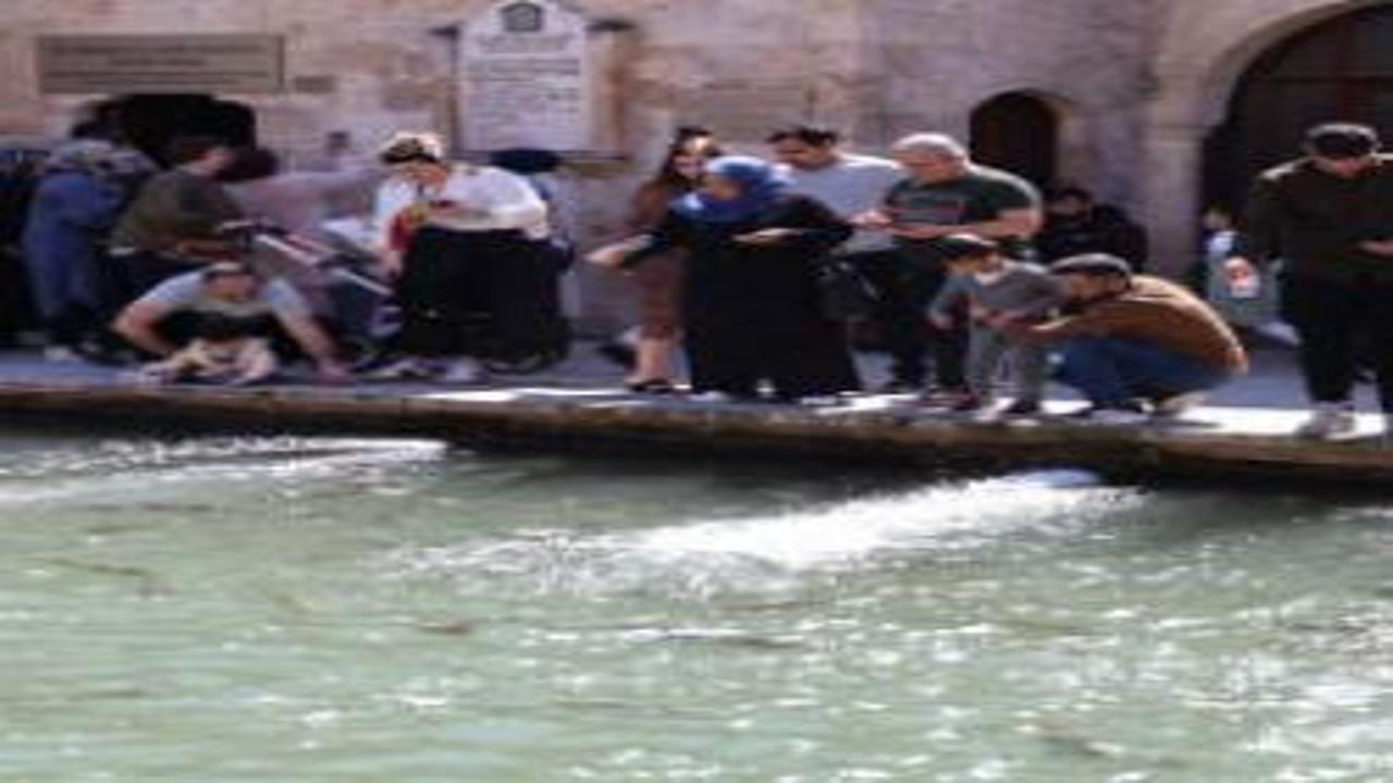 En büyük doğal akvaryum! Şanlıurfa’da güneşli havayı gören Balıklıgöl’e akın etti