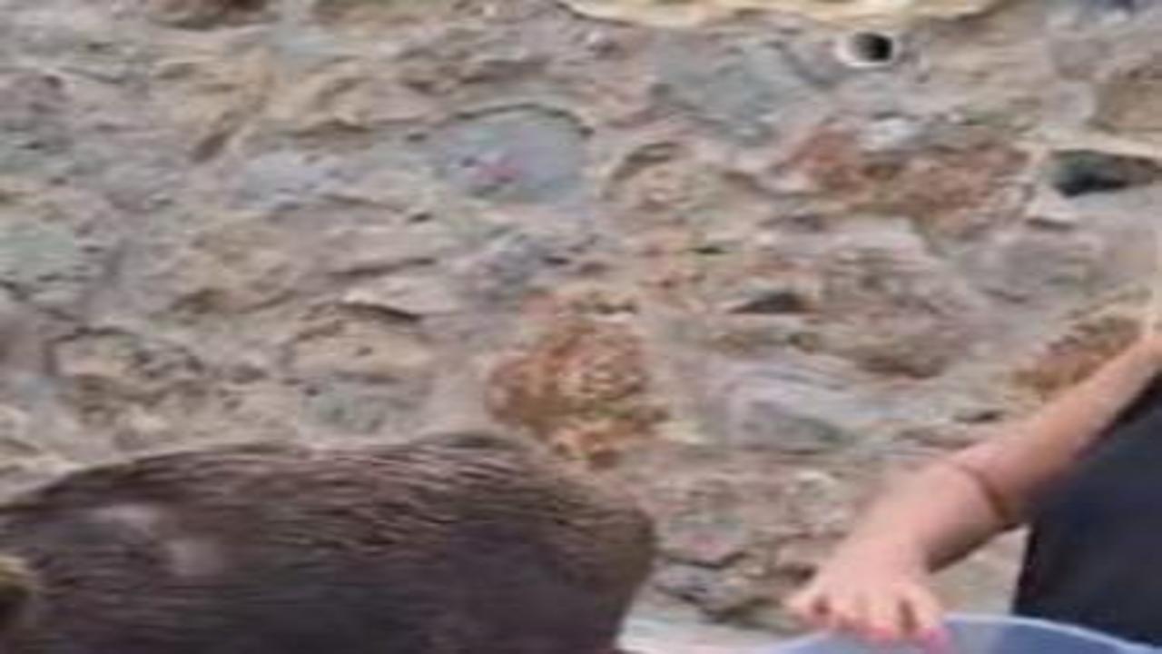 Görüntüler Muğla'dan: Safiye Solmaz kapısına gelen domuzu besledi