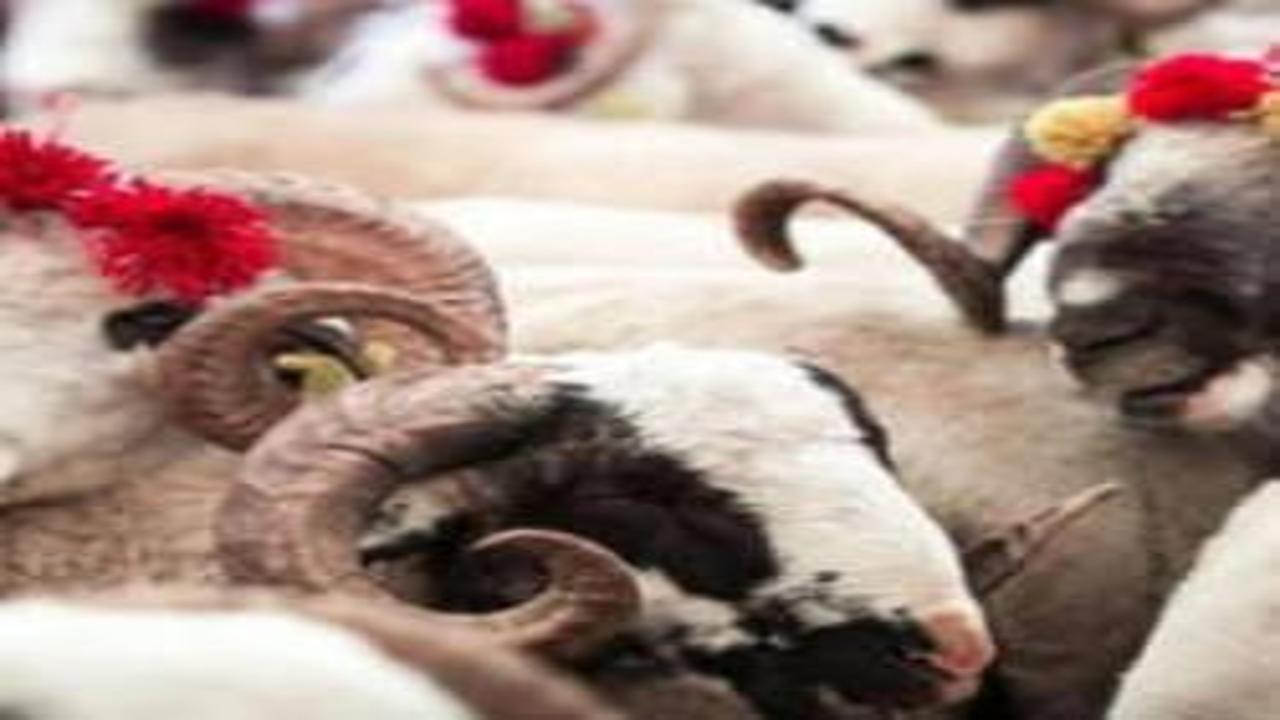 Kurban Bayramı tarihi 2026 | Kurban Bayramı tatili kaç gün olacak?