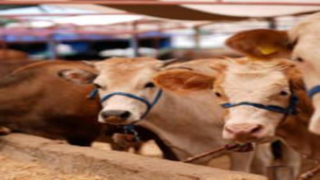 Kurbanlık fiyatları 2026 | Büyükbaş ve küçükbaş kg fiyatı