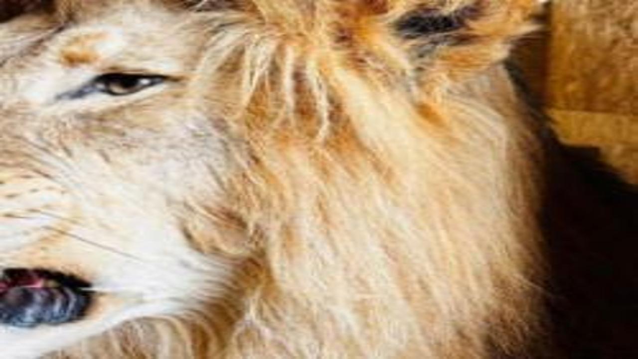 Trabzon Limanı'nda  ele geçirildi: Tam 19 tane