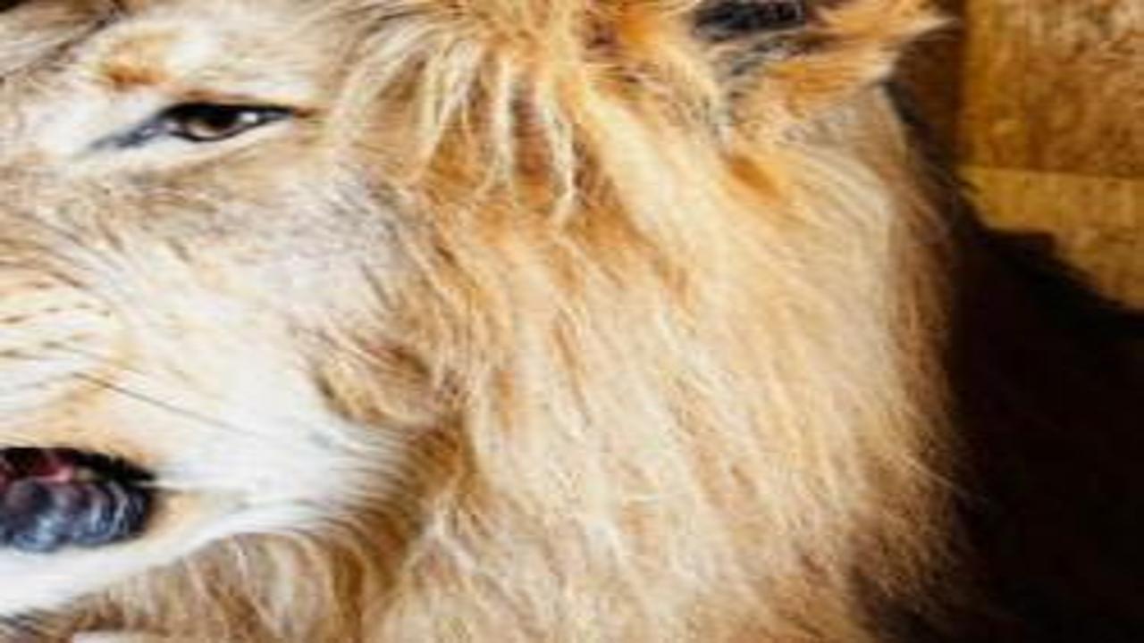 Trabzon'da 19 yaban hayvanı trofesi ele geçirildi