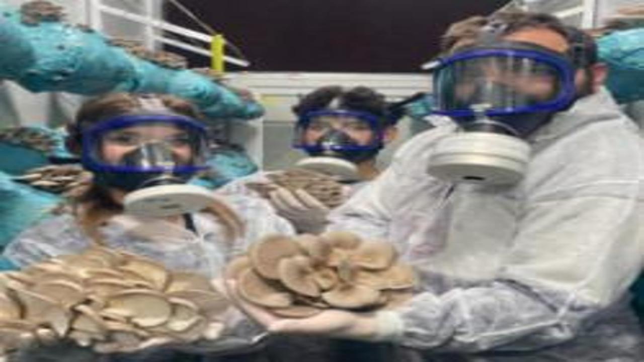 Hobi olarak başladı: Günde 1 tona yakın hasat elde ediyor