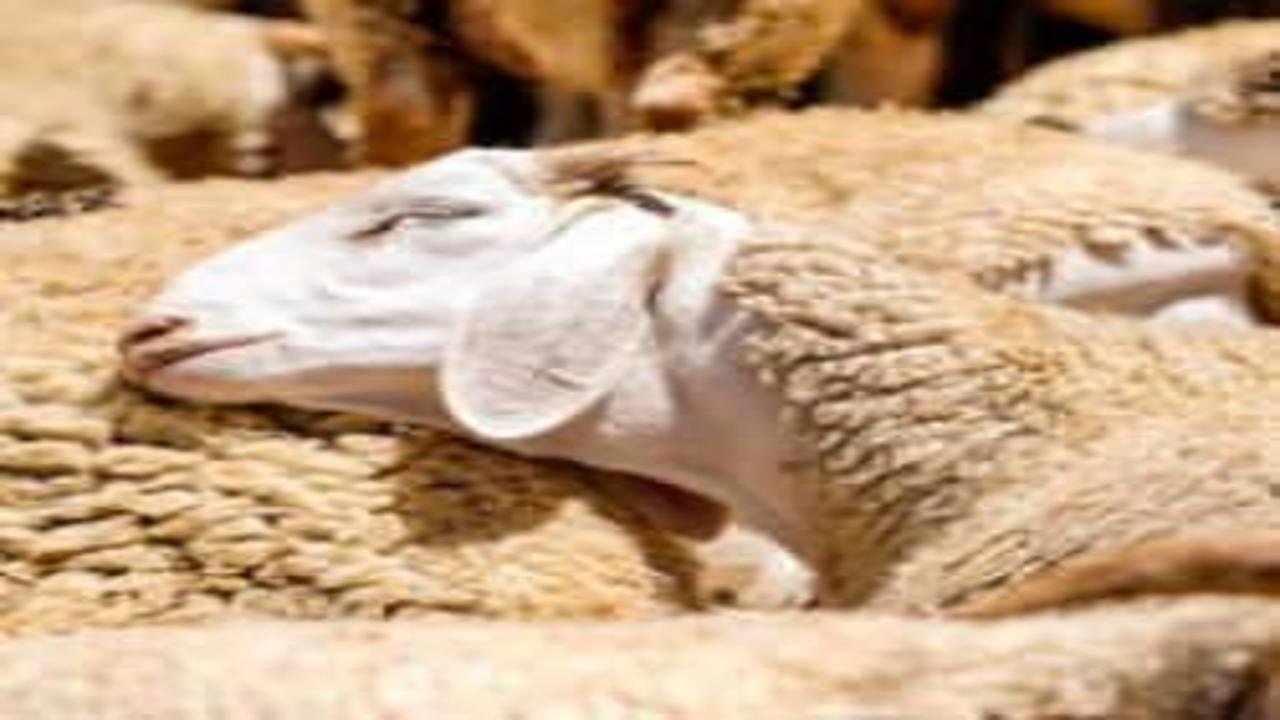 150 bin küçükbaş dağıtılacak! İşte başvuru süreci