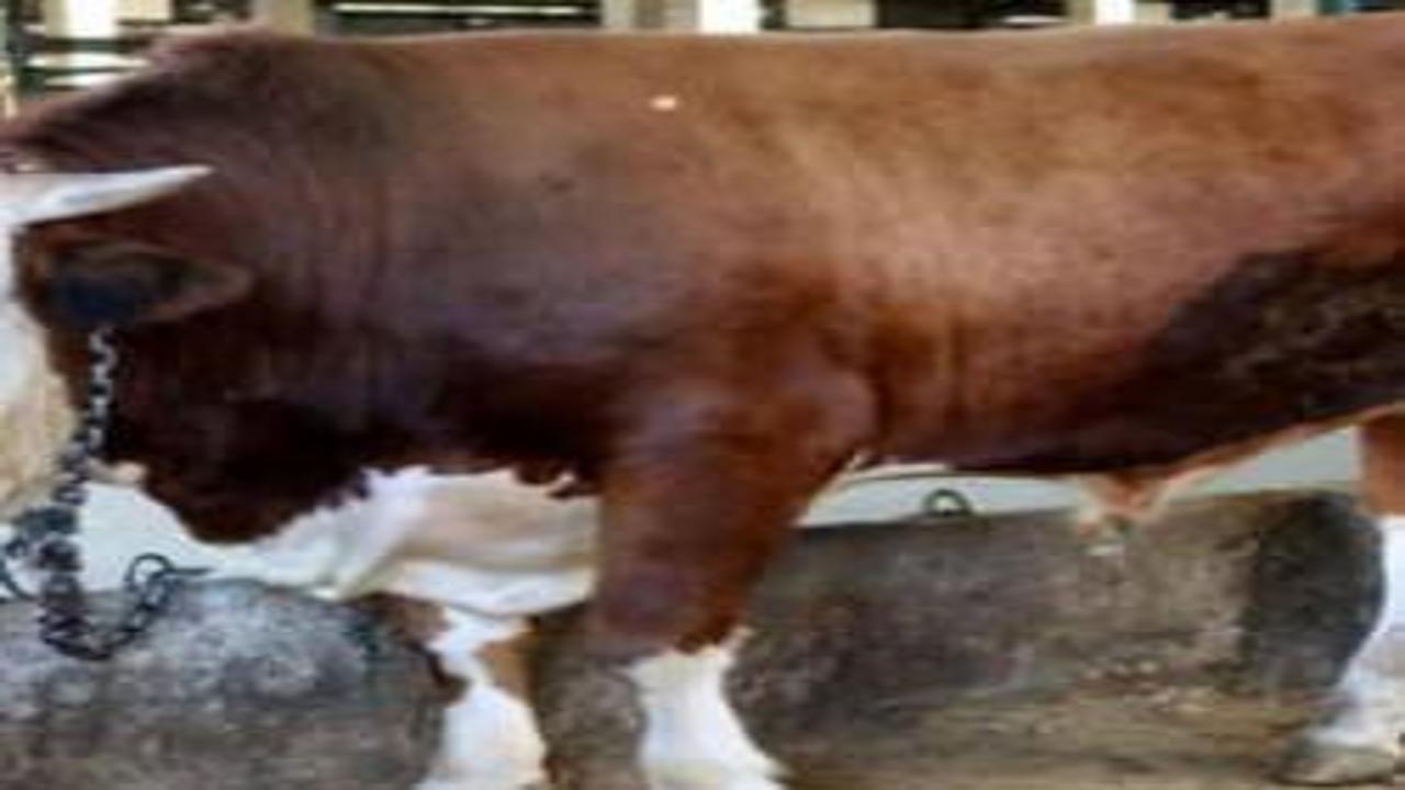 Büyükbaş ve küçükbaş piyasası belli oldu: İşte 2026 kurbanlık fiyatları