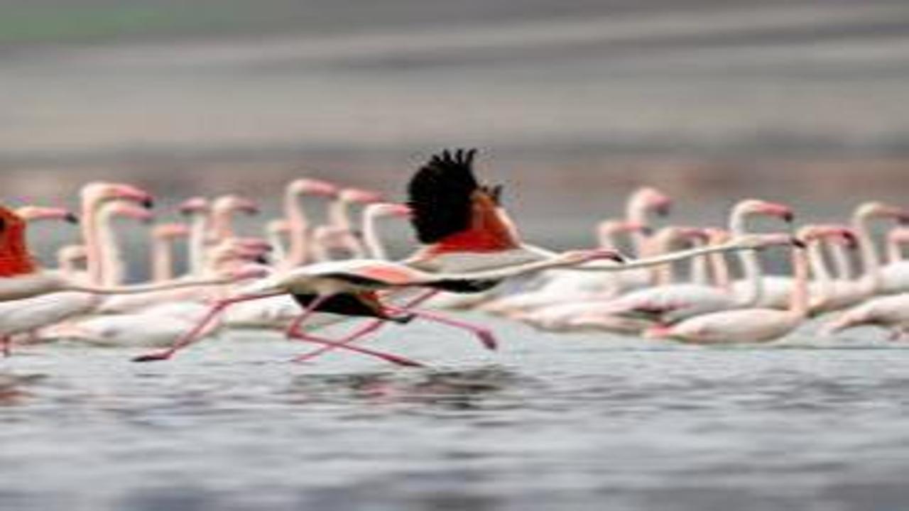 40 yıl sonra geri döndüler: Kayseri Tuzla Palas Gölü flamingolarla yeniden şenlendi