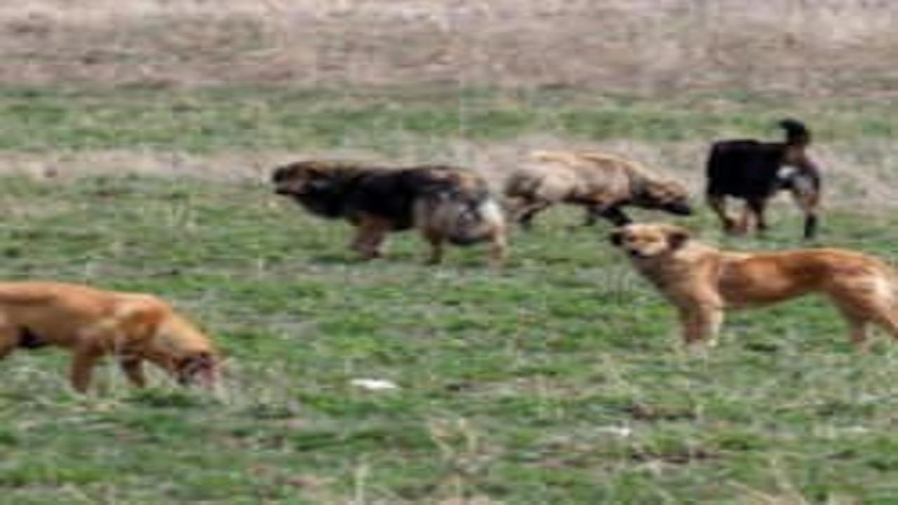 İstanbul Valiliği’nden belediyelere 'köpek' talimatı: Mayıs ayı sonuna kadar süre verildi