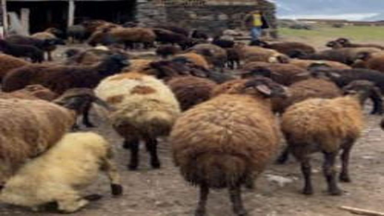 Ağrı'da kuzuların anneleri ile buluşması renkli anlara sahne oldu