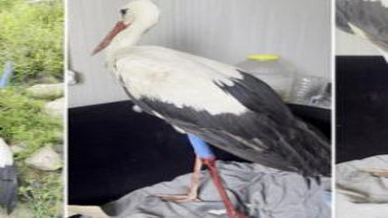 Av tüfeğiyle vurularak yaralanan leyleğe kuş gözlemcisinden ilk yardım